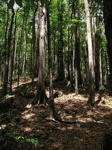 5.Tagesausflug, Forrest made of men 391.JPG